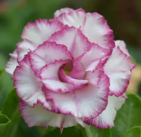 Beautiful whirlpoole - Desert Rose Seeds