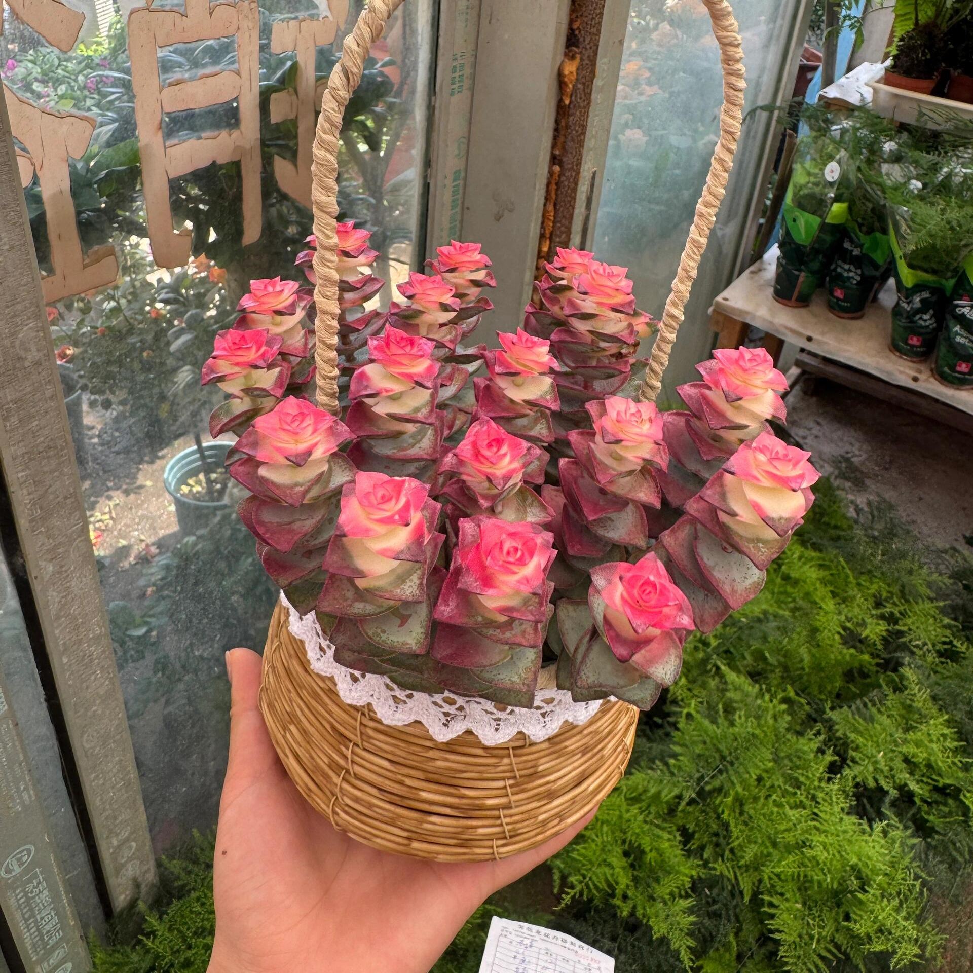 🍃Crassula Perforata – String of Buttons🌿