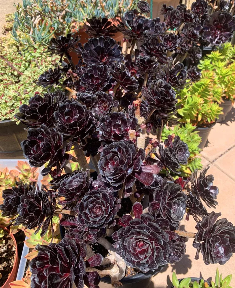 🎁Last Day 70% OFF🌑Aeonium 'Black Rose' – The Darkest Succulent You’ll Ever Grow🖤