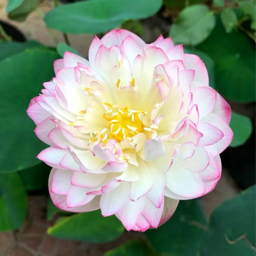 【7 days germination】The Sacred Bonsai Bowl Lotus Flower (Mix Color)