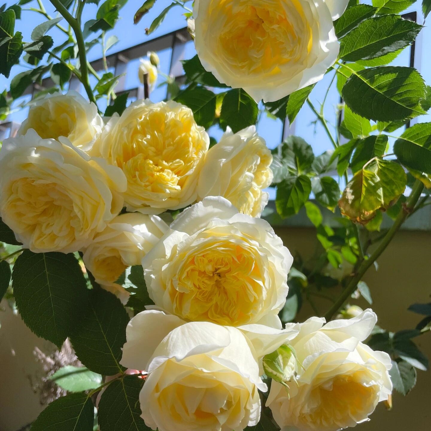 🌹【7 days germination】Last Day Up to 80% OFF💐Beautiful Climbing Rose Seeds