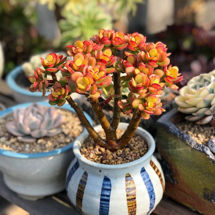 🎁Last Day 70% OFF🔥Campfire Crassula – Fiery Red & Rare!