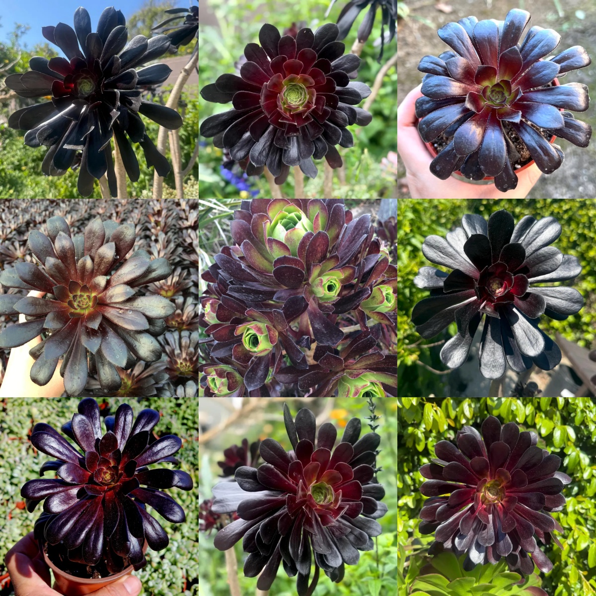 🎁Last Day 70% OFF🌑Aeonium 'Black Rose' – The Darkest Succulent You’ll Ever Grow🖤