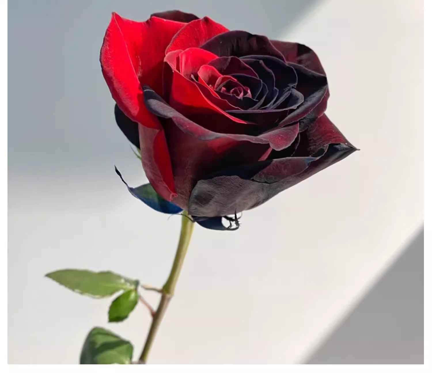 Twin Red Black Rose
