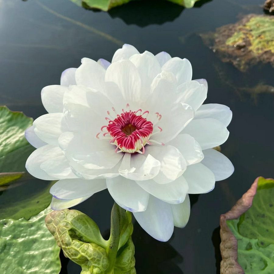 30 Samen🌸💎 SELTENE ART | 7-Tage-Keimung 🌱 2+1 GRATIS! – Nur heute! Bonsai-Schalen-Lotus-Samen