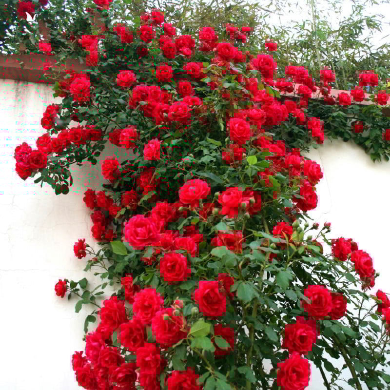 🌹【7 days germination】Last Day Up to 80% OFF💐Beautiful Climbing Rose Seeds
