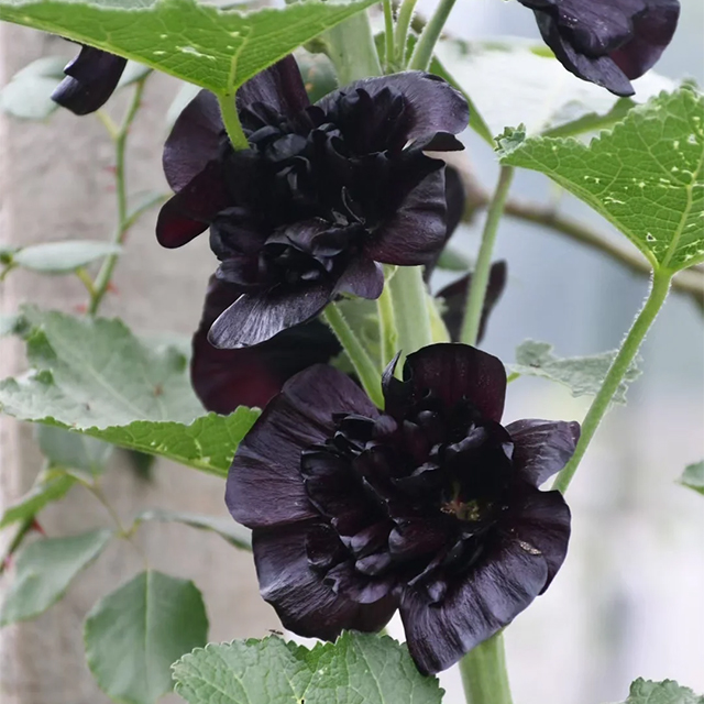🌸Last Day Sale - 50% OFF💐Mix Color Double Hollyhock Seeds