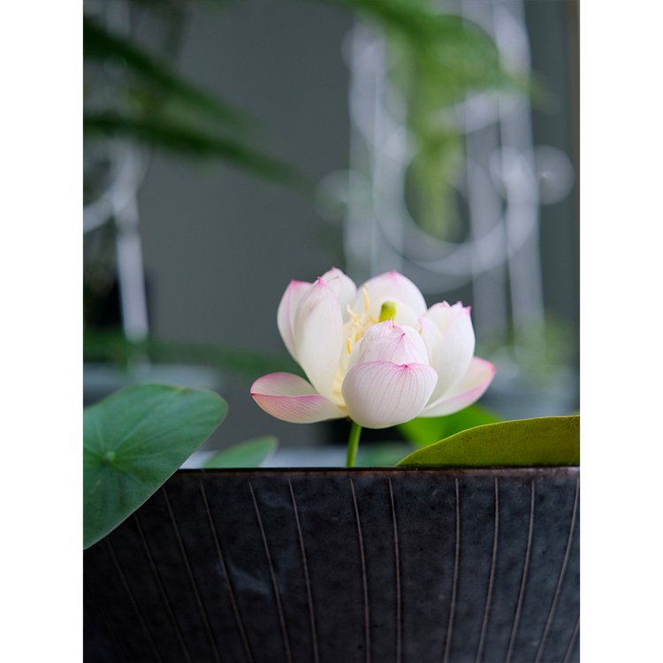Bowl Lotus: Embracing Zen through Blossoms