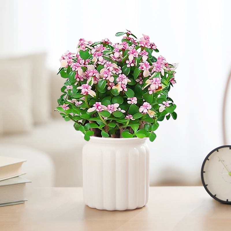 🎁Last Day 70% OFF🌺 Portulacaria afra 'Variegata' Succulents🍭