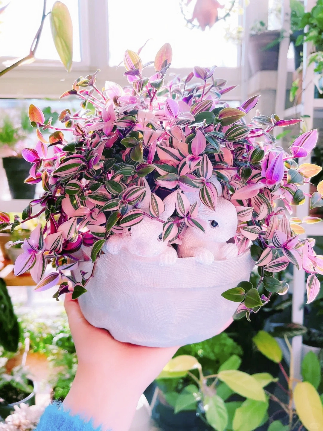 🎁Last Day 70% OFF🌿 Rare Pastel Wandering Plant — Easy Care & NASA-approved Air Purifier 🩷