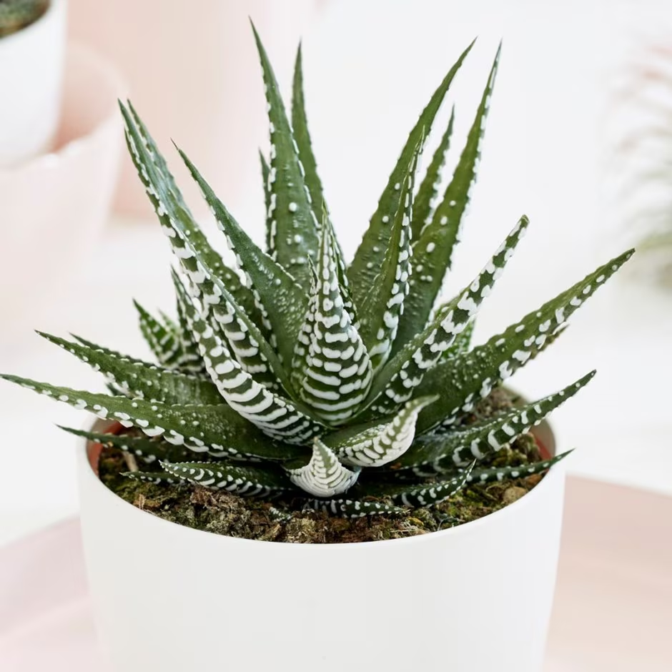 🎁Last Day 70% OFF🍃Zebra Haworthia – The Perfect Plant for Busy People🦓
