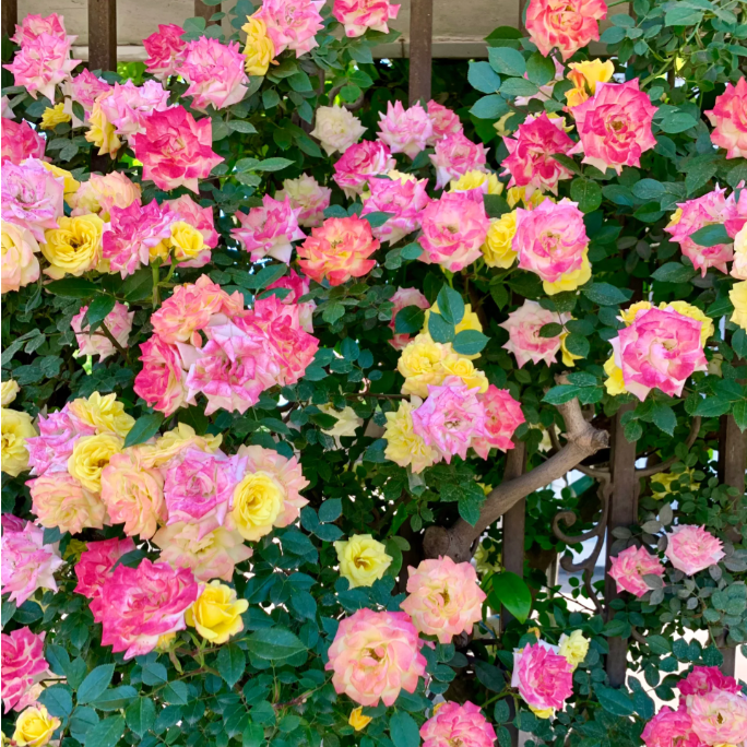 Climbing Rainbow Rose Seeds