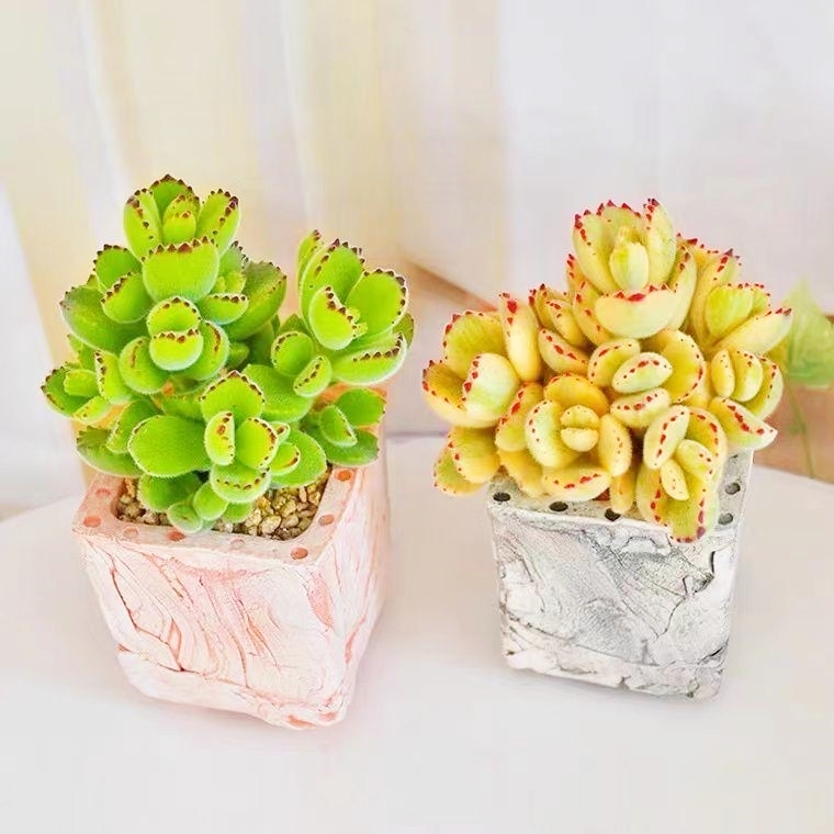Bear Paw Succulent  - Unique Look & Colorful Charm!