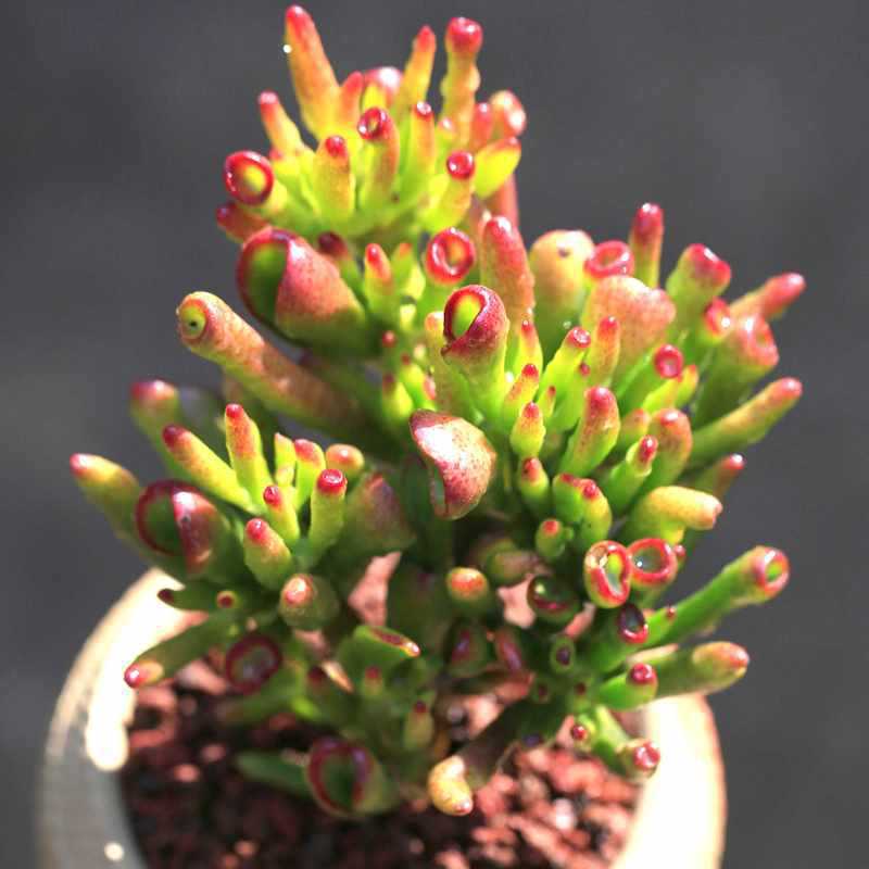 🎁Last Day 70% OFF🌵 Gollum Jade Plant (ET’s Finger) — Weird, Lucky & Low Maintenance! 🍀