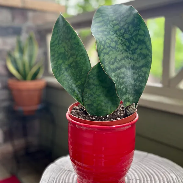 🎁Last Day 70% OFF🌿Rare Giant Whalefin Sansevieria - Thrives in 98.7% Home Conditions