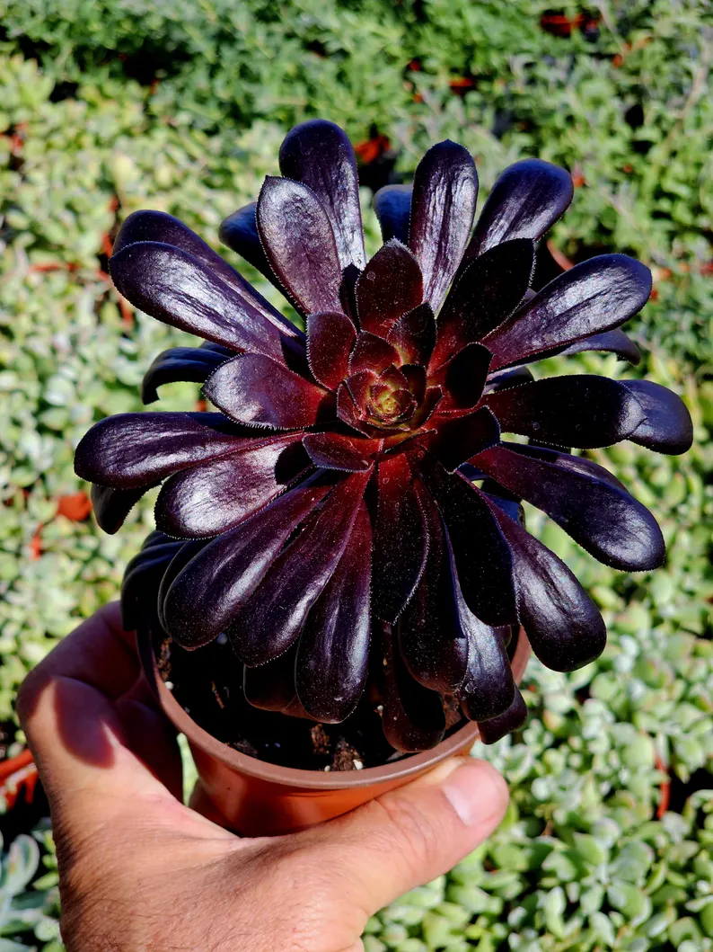 🎁Last Day 70% OFF🌑Aeonium 'Black Rose' – The Darkest Succulent You’ll Ever Grow🖤