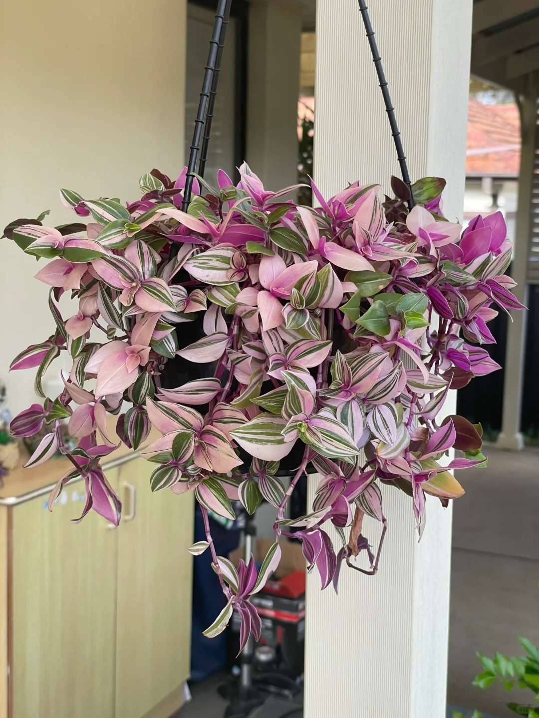🎁Last Day 70% OFF🌿 Rare Pastel Wandering Plant — Easy Care & NASA-approved Air Purifier 🩷