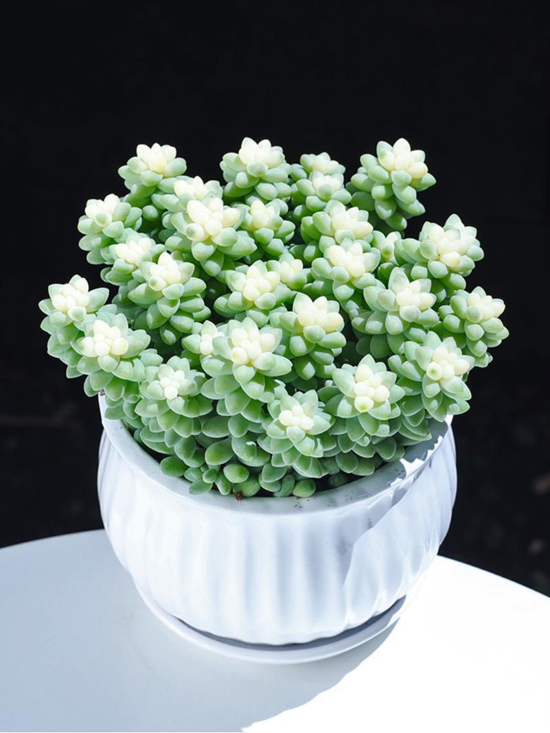 🎁Last Day 70% OFF❄️Rare White-Tipped Sedum Burrito🌿
