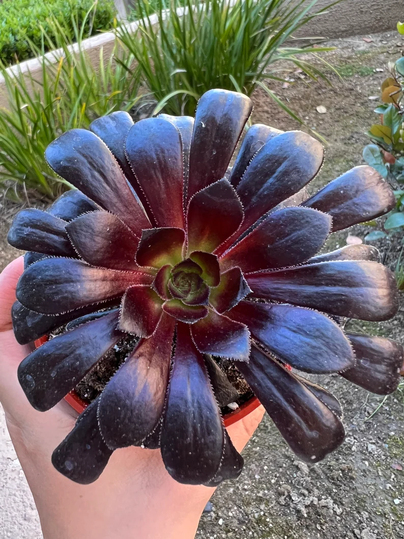 🎁Last Day 70% OFF🌑Aeonium 'Black Rose' – The Darkest Succulent You’ll Ever Grow🖤