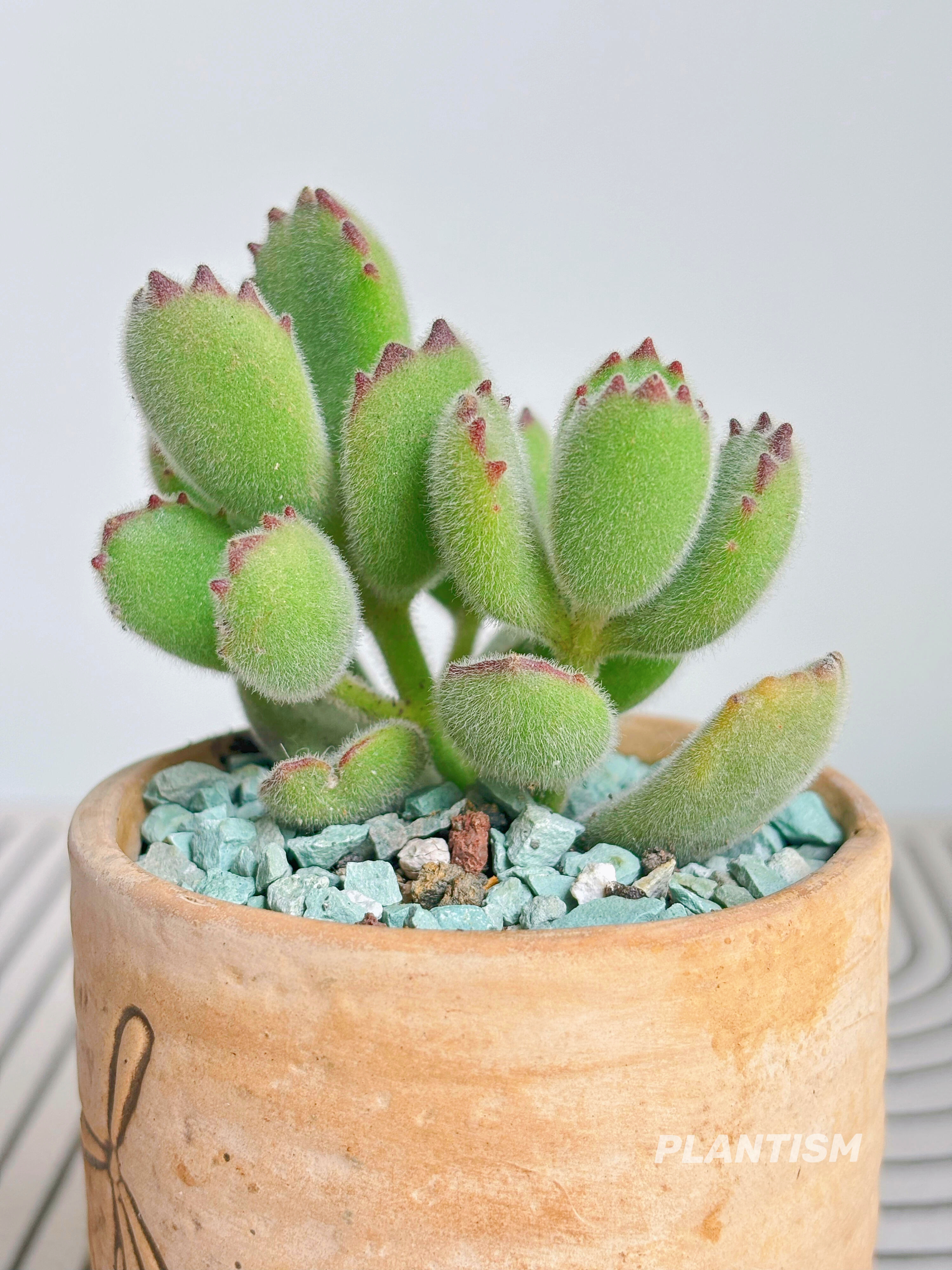 Bear Paw Succulent  - Unique Look & Colorful Charm!