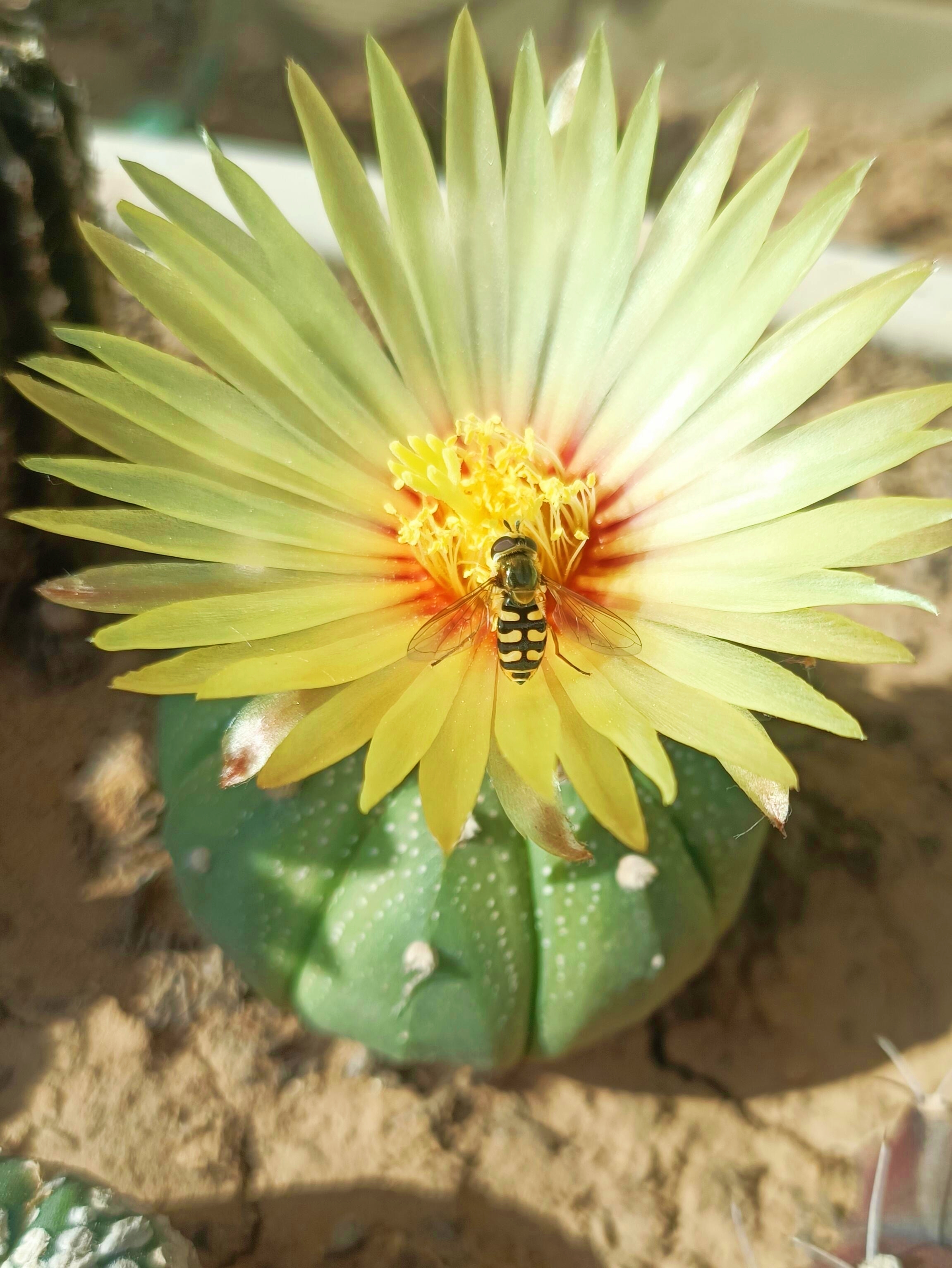 Last Day 70% OFF🌵Golden Astrophytum – Unique Cactus That Blooms in Magical Colors🌈