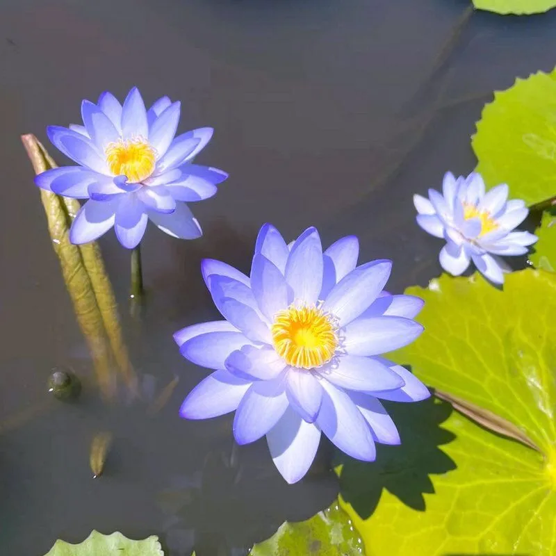 【7 days germination】The Sacred Bonsai Bowl Lotus Flower (Mix Color)