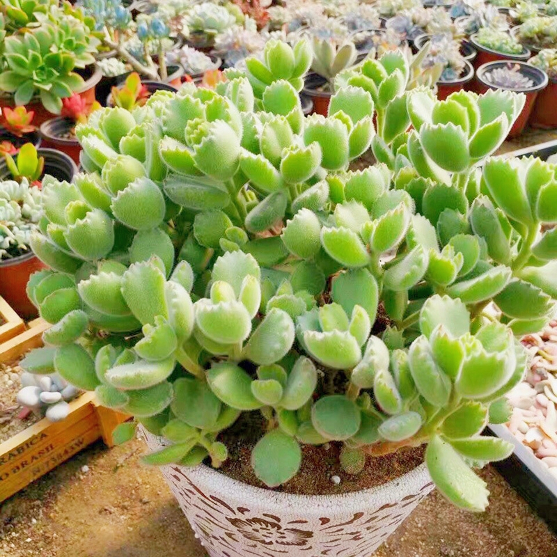 Bear Paw Succulent  - Unique Look & Colorful Charm!