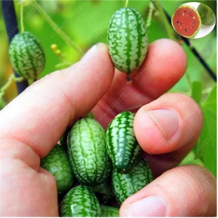 RARE SEEDS THUMB WATERMELON SEEDS