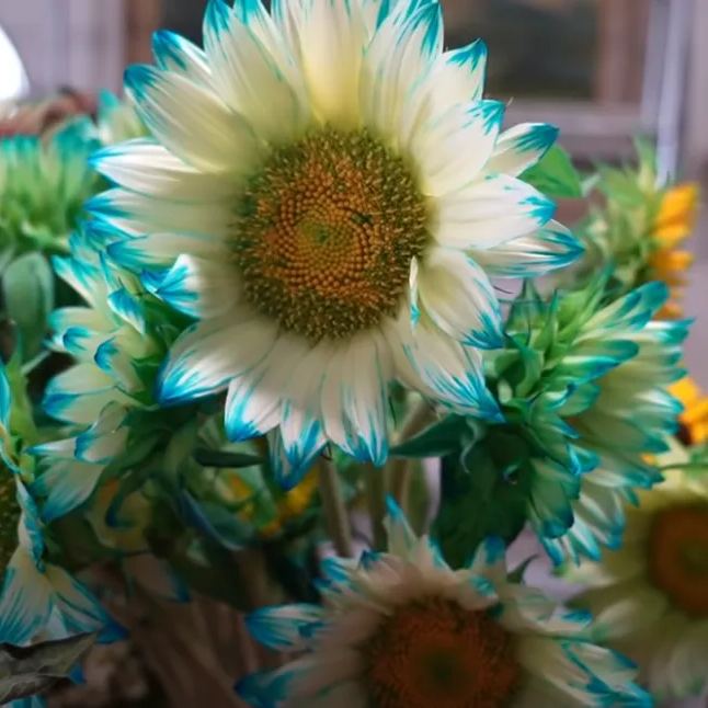 Blue Lace Sunflower Seeds