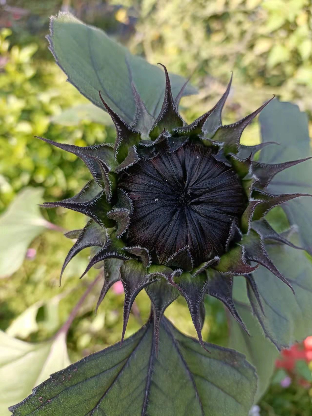 Rare Black Sunflower Seeds