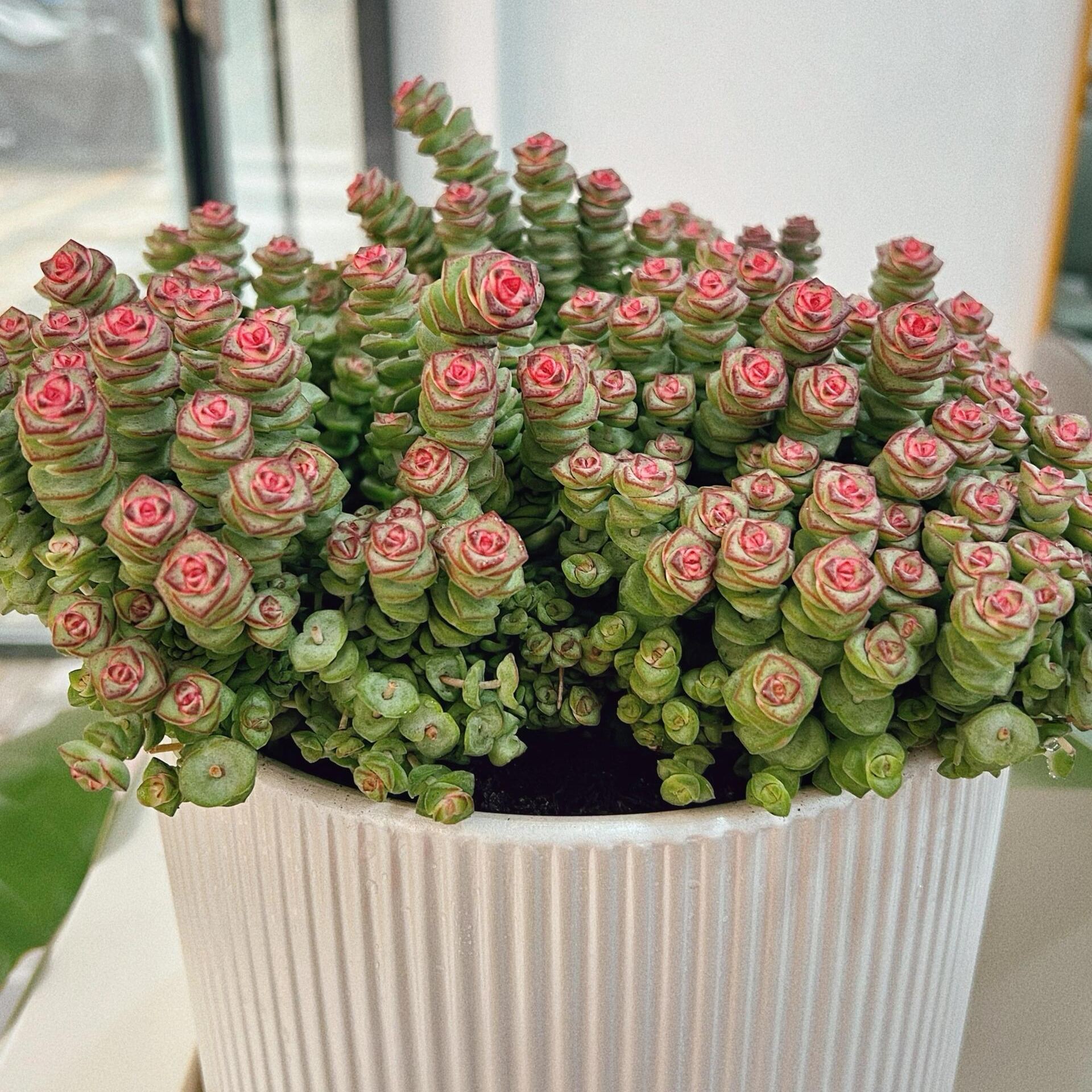 🍃Crassula Perforata – String of Buttons🌿