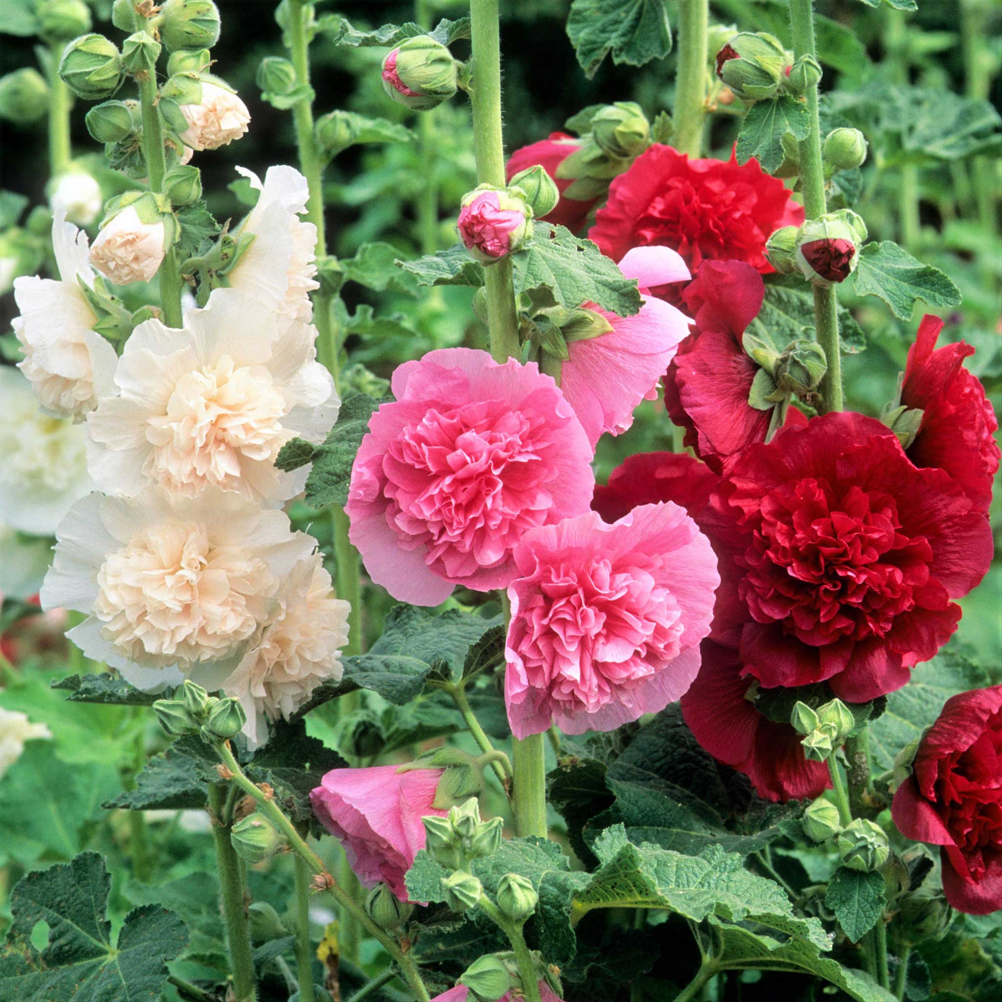 🌸Last Day Sale - 50% OFF💐Mix Color Double Hollyhock Seeds