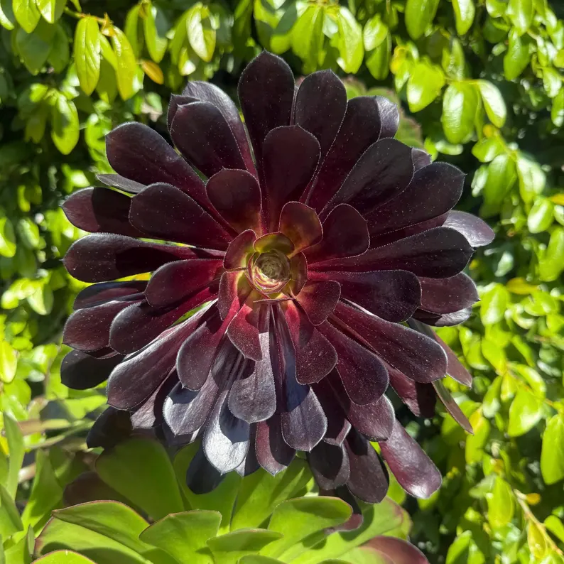 🎁Last Day 70% OFF🌑Aeonium 'Black Rose' – The Darkest Succulent You’ll Ever Grow🖤
