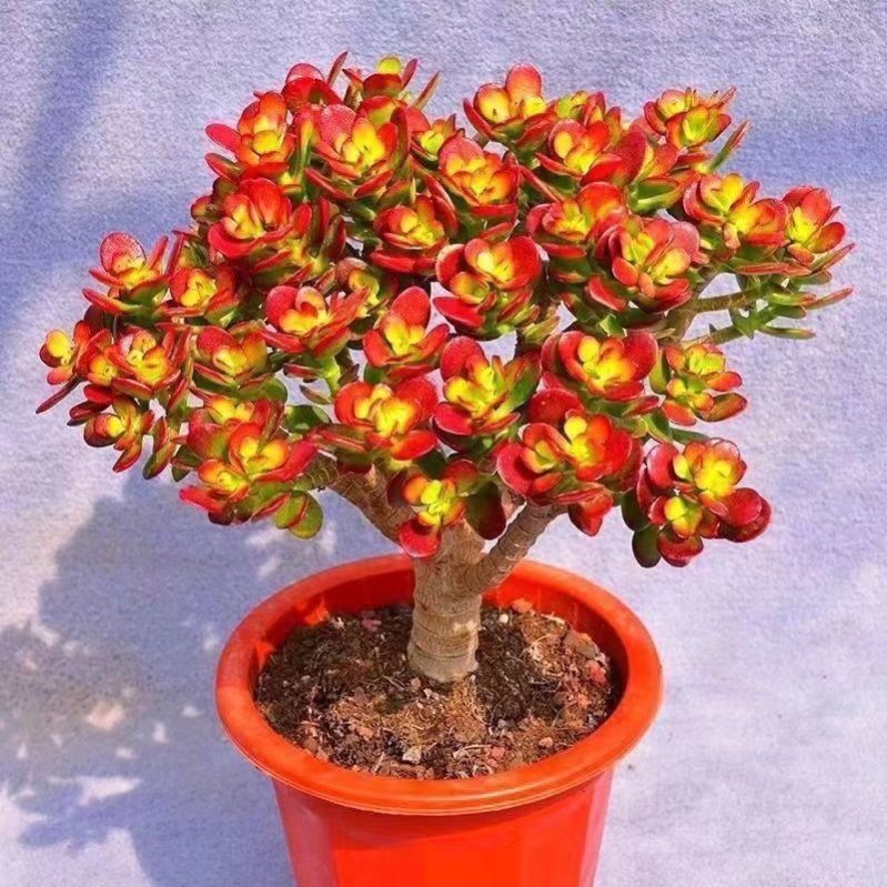 🎁Last Day 70% OFF🔥Campfire Crassula – Fiery Red & Rare!