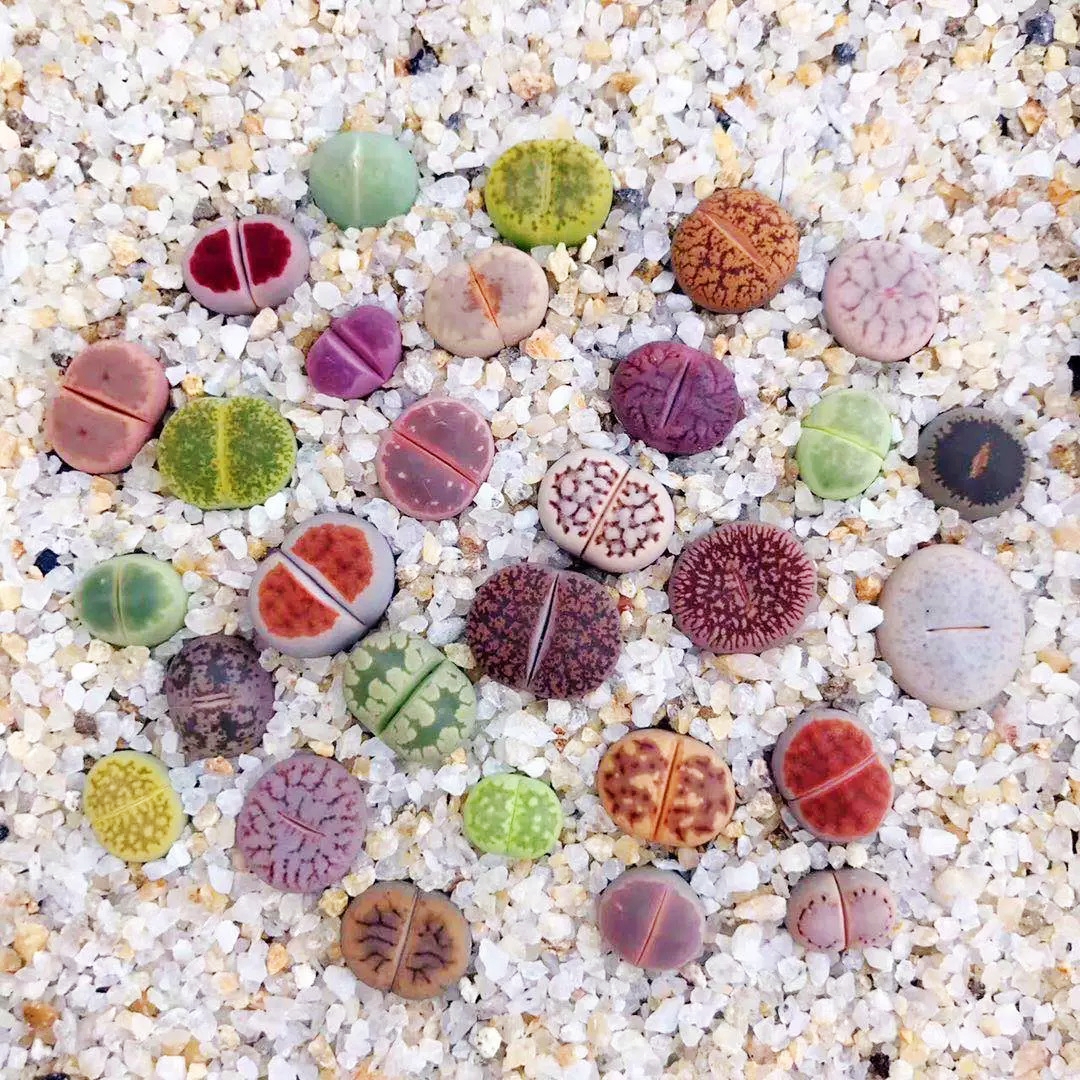 🎁Last Day 70% OFF🪨Lithops Succulent — 🎨Colorful Stone Shape & Easy Care
