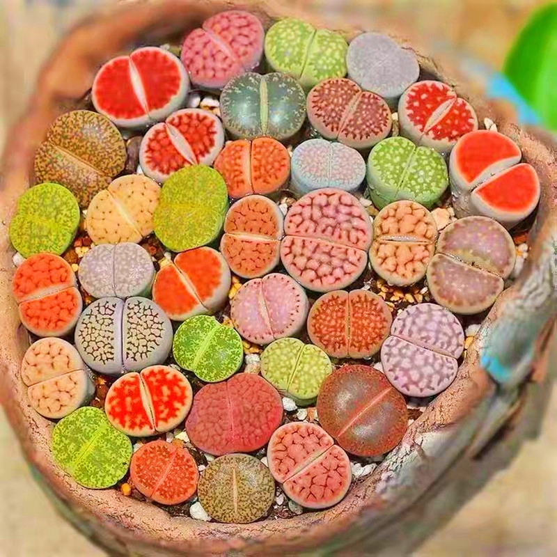 🎁Last Day 70% OFF🪨Lithops Succulent — 🎨Colorful Stone Shape & Easy Care