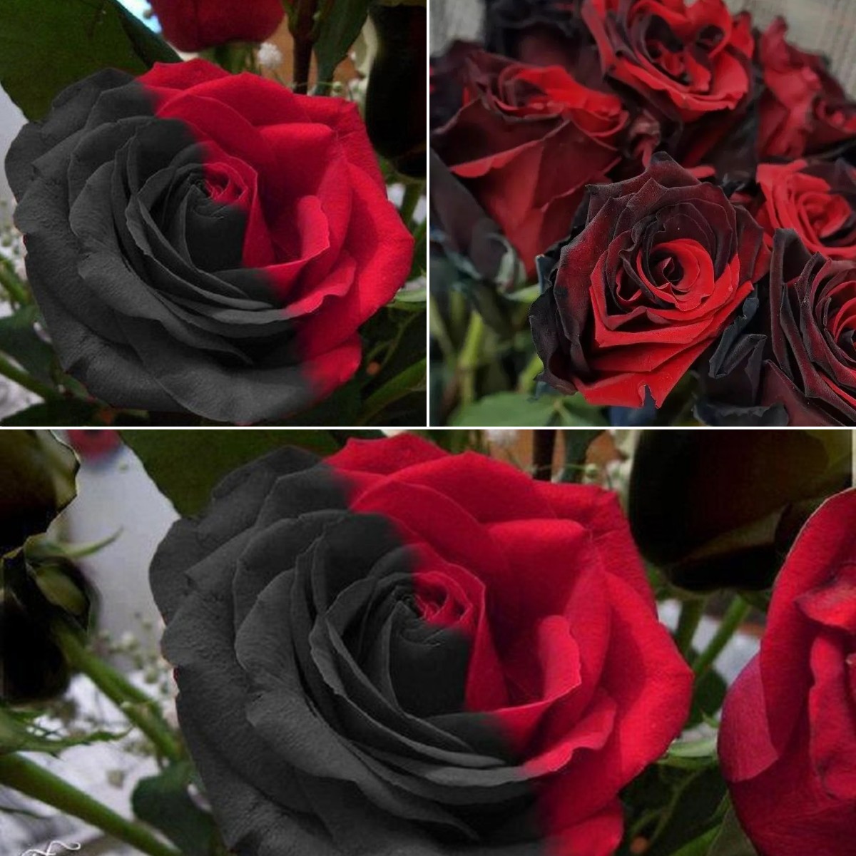 Twin Red Black Rose