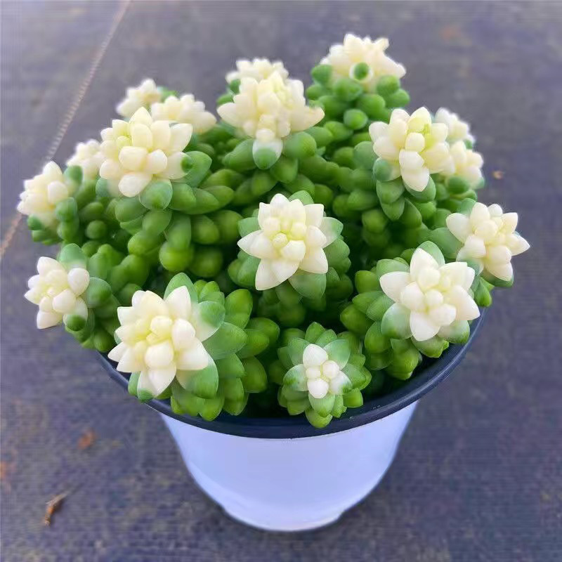 🎁Last Day 70% OFF❄️Rare White-Tipped Sedum Burrito🌿