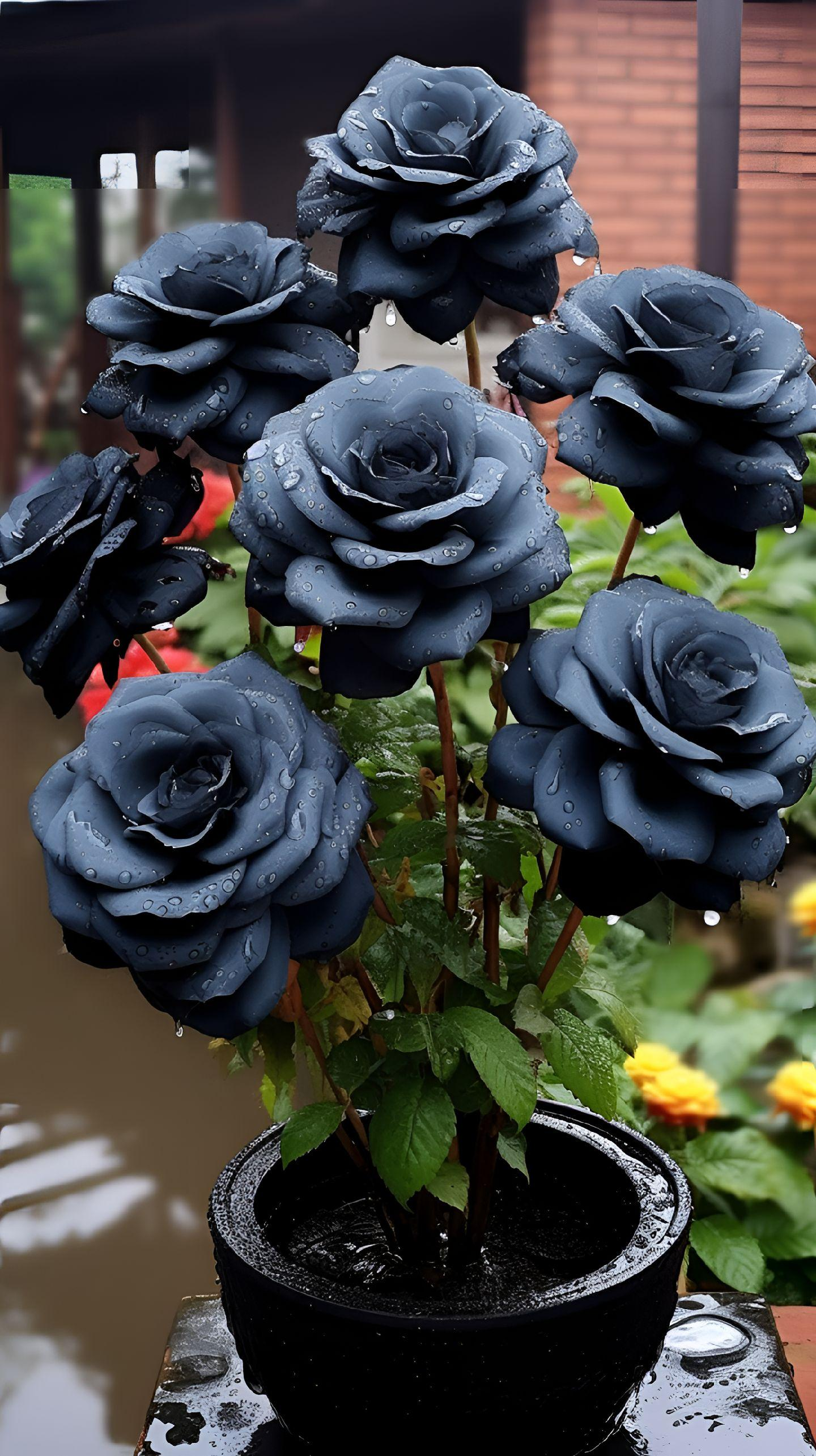 Rare Black Rose Seeds For Home Potted Garden