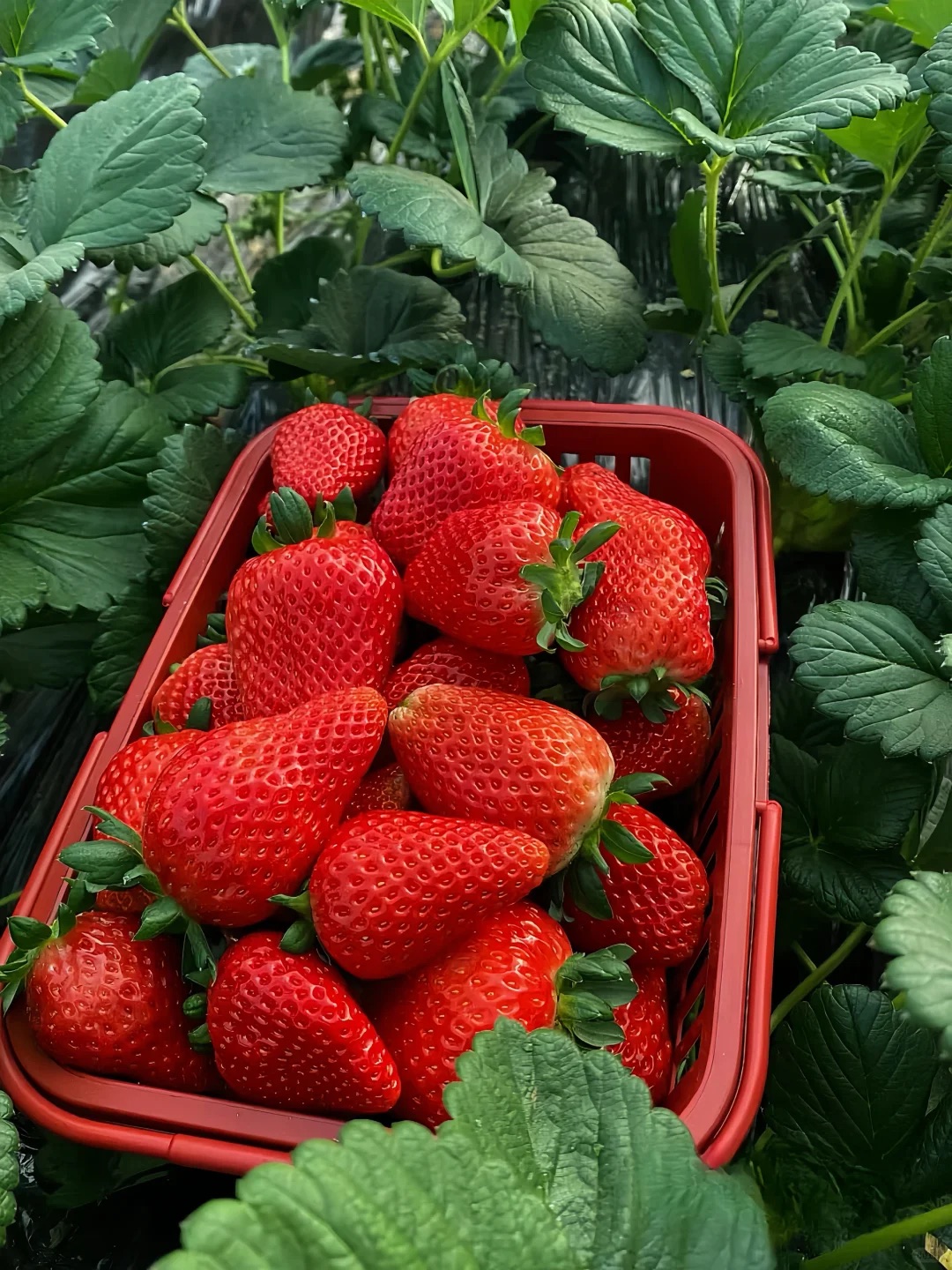 All-season Strawberry Seeds 🍓EverBloom Berries