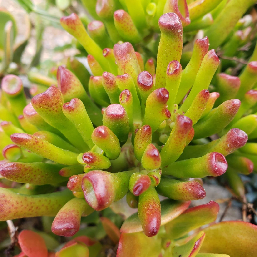 🎁Last Day 70% OFF🌵 Gollum Jade Plant (ET’s Finger) — Weird, Lucky & Low Maintenance! 🍀