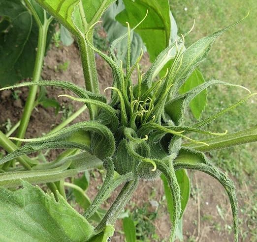 Sunflower Seeds for Planting Rare Multi Color Garden Seeds Sunflowers