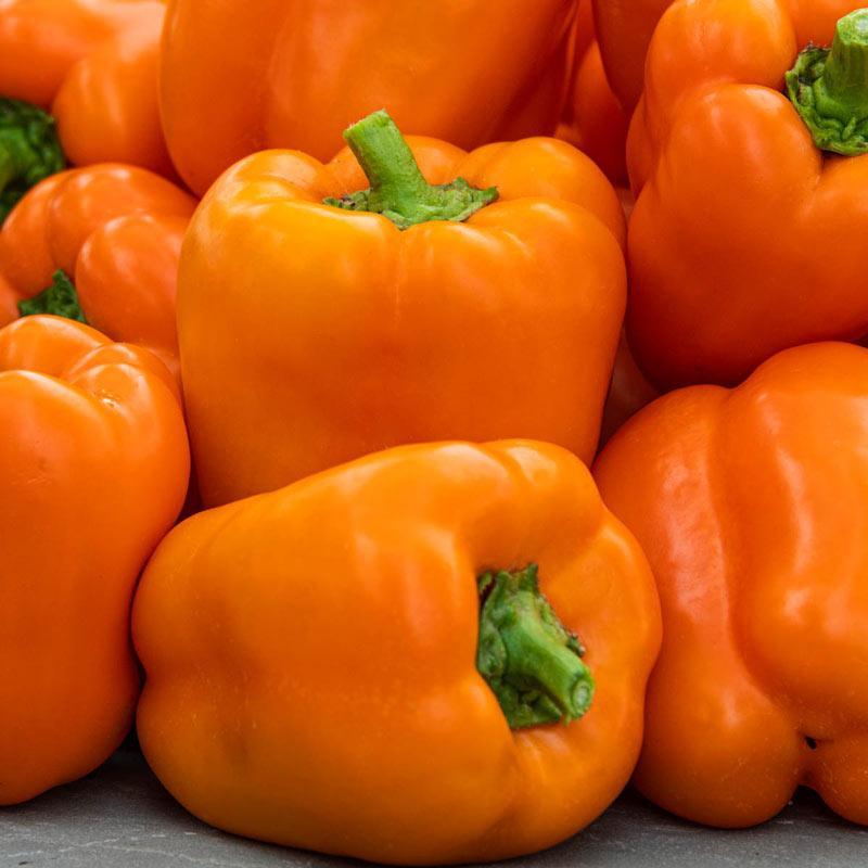 Pepper Milena F1 Organic